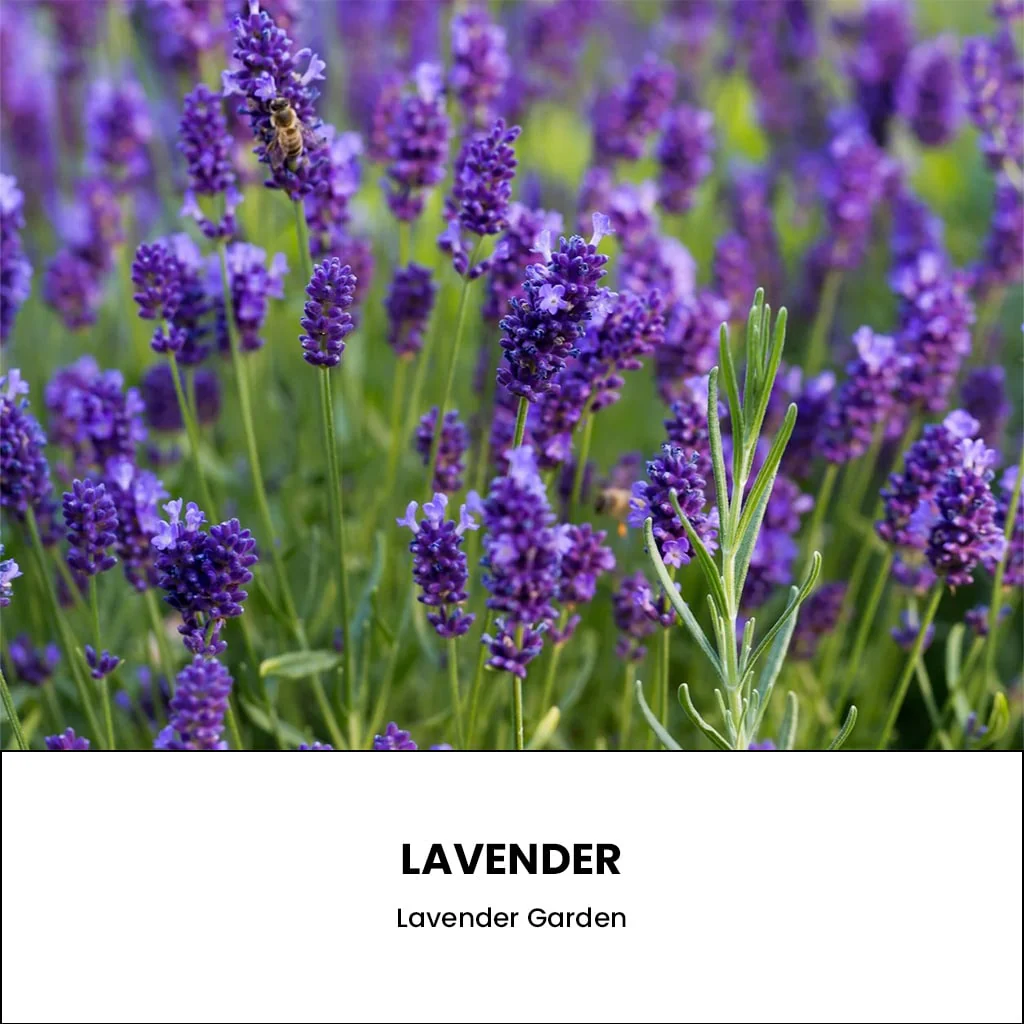 Lavender Diamond Candle - Image 3