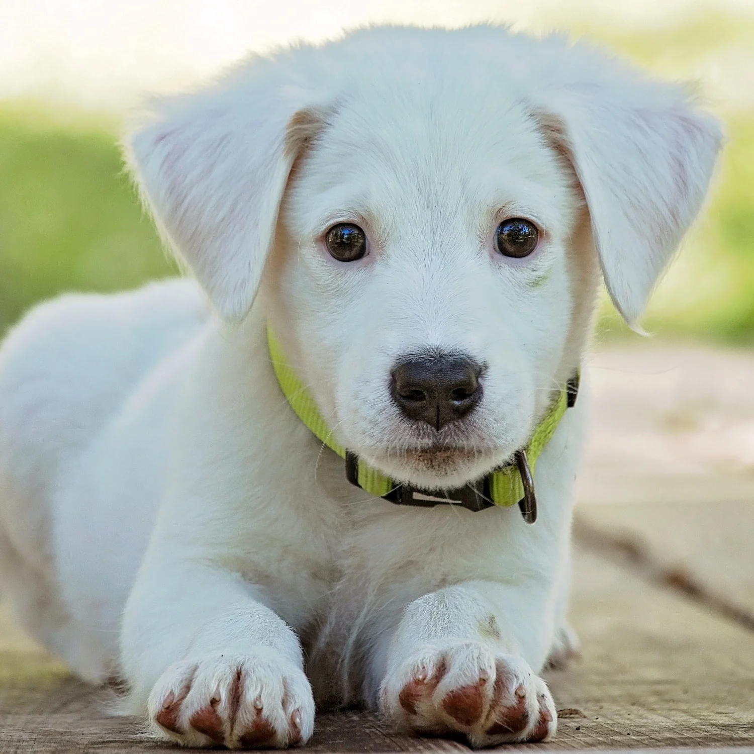 Save A Puppy Diamond Candle - Image 10
