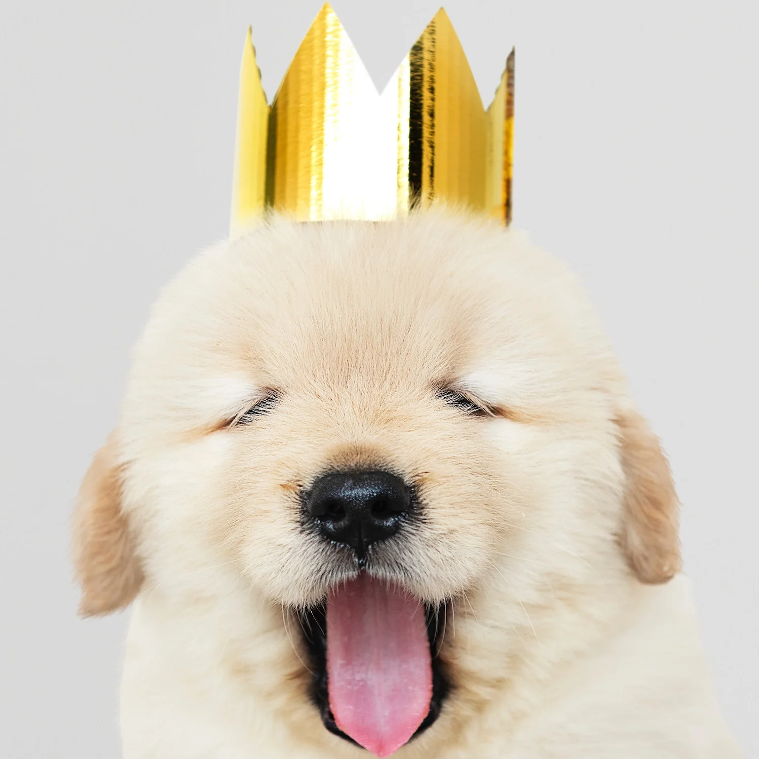 Save A Puppy Diamond Candle - Image 15